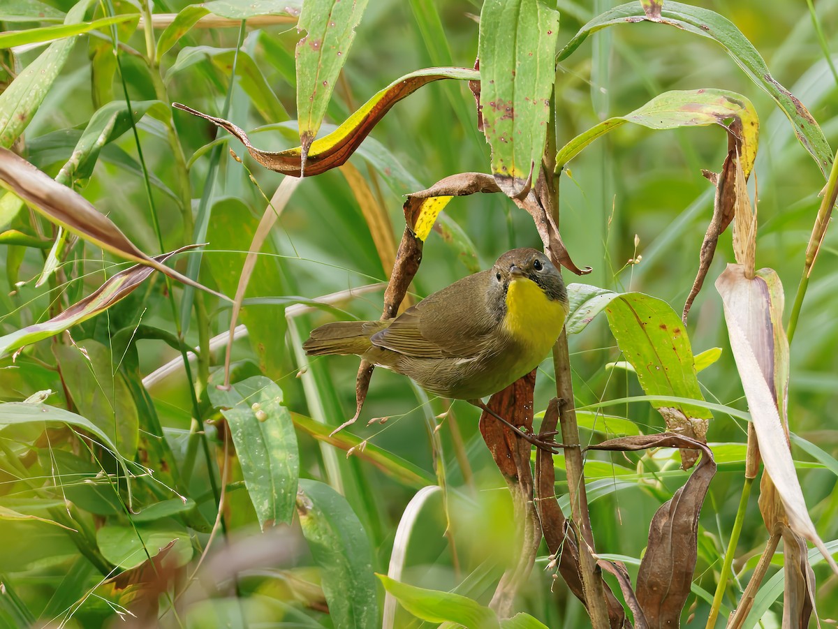 Common Yellowthroat - ML642568745