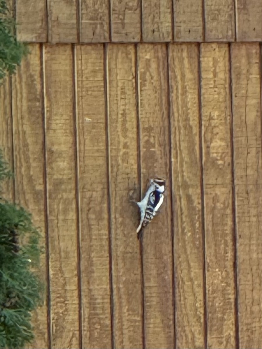 Downy Woodpecker - ML642568768