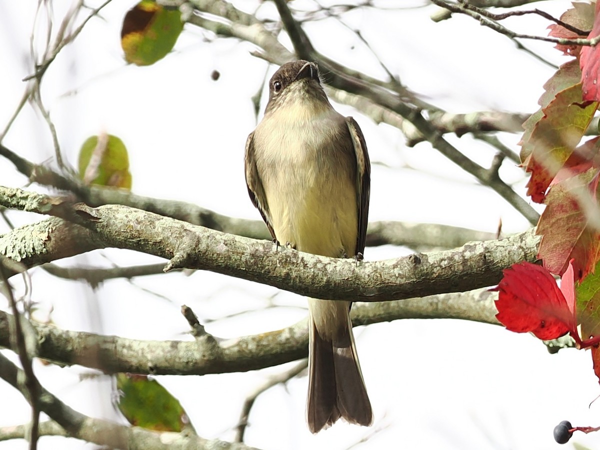 Eastern Phoebe - ML642568785