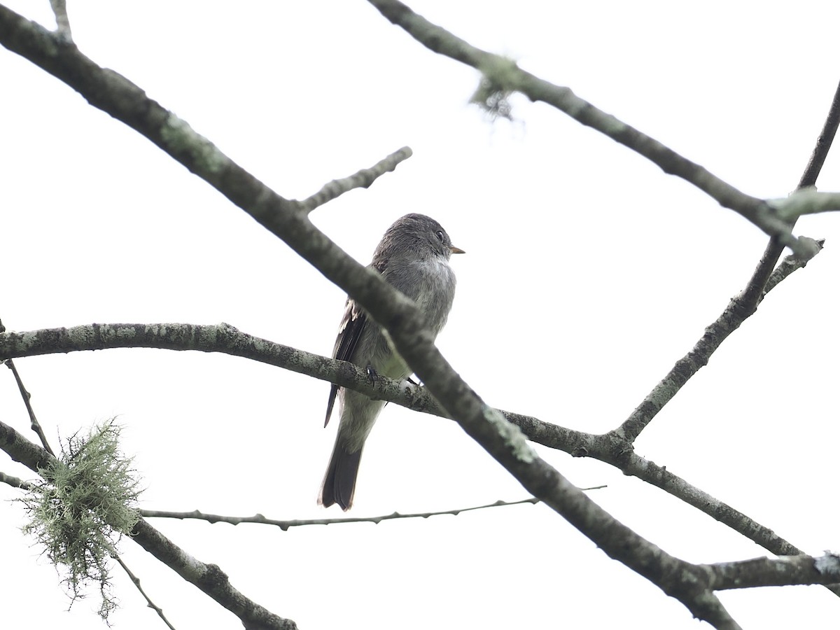 Eastern Wood-Pewee - ML642568793