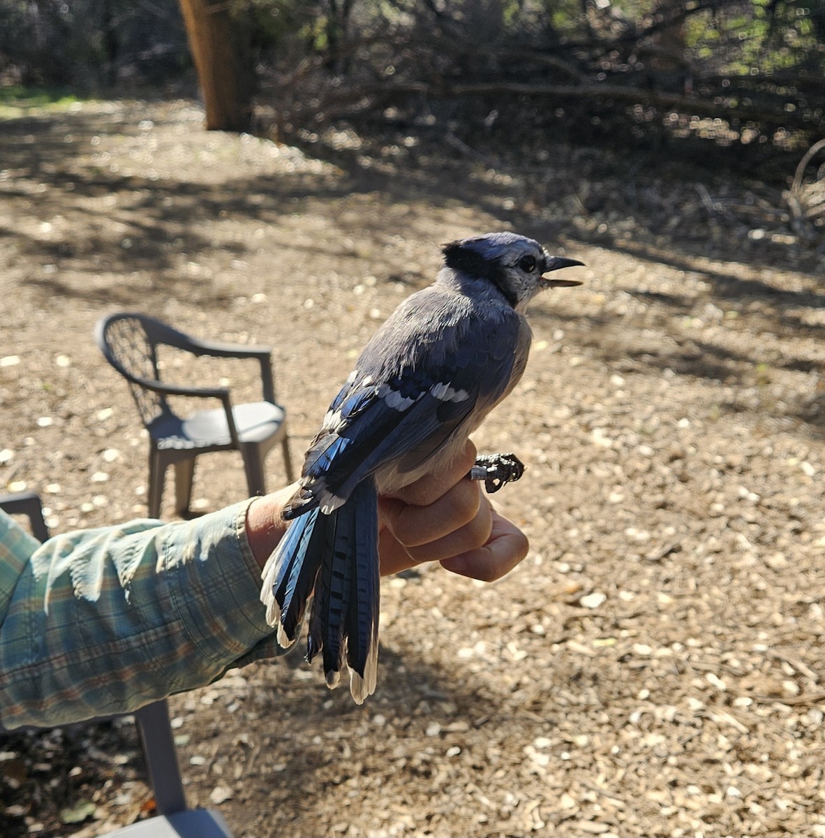 Голубая сойка - ML642568794