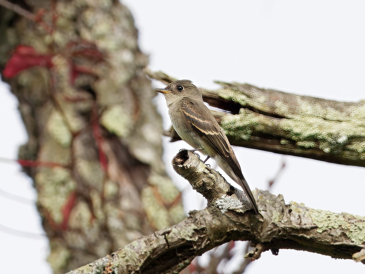 Eastern Wood-Pewee - ML642568798