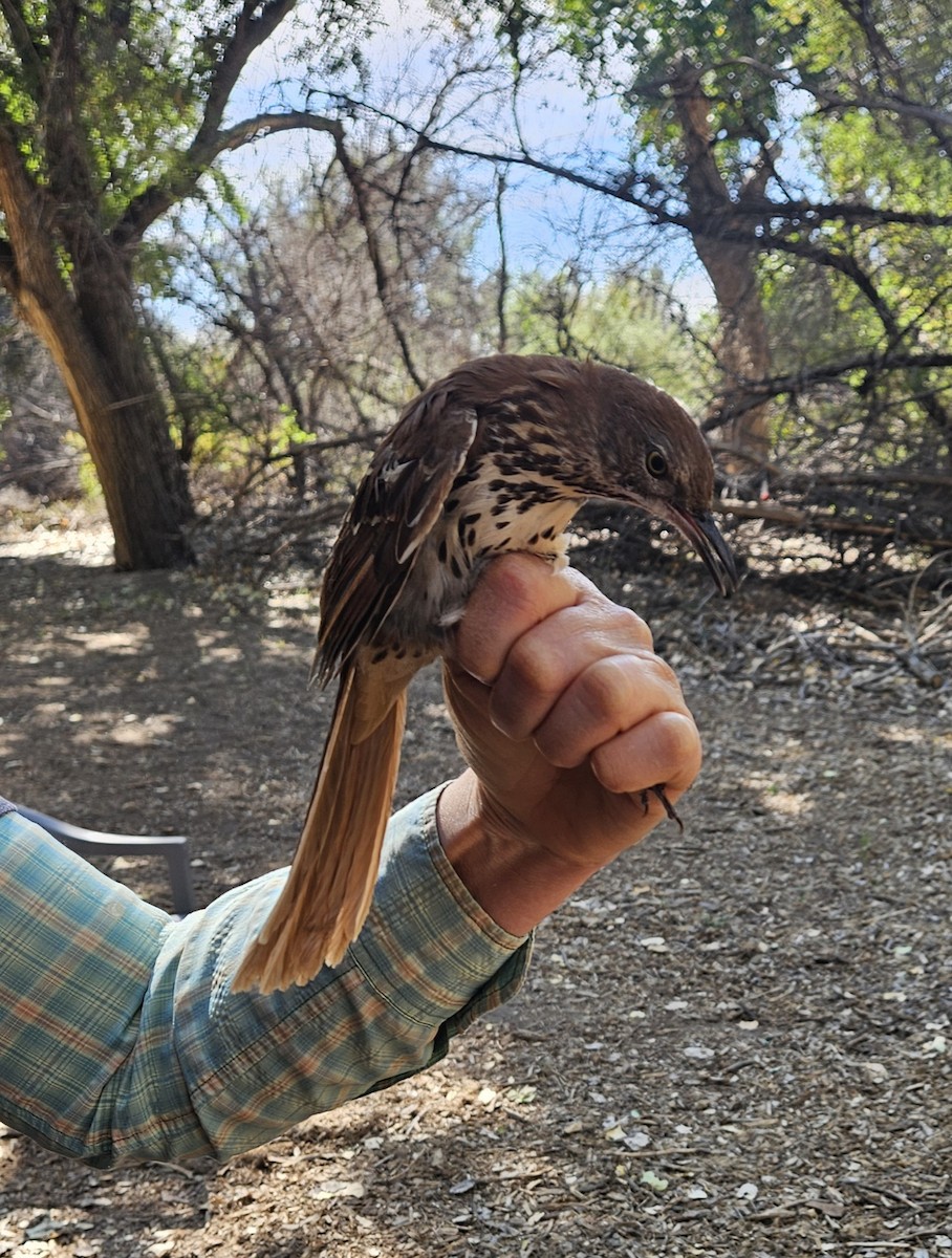 Рыжий пересмешник - ML642568803