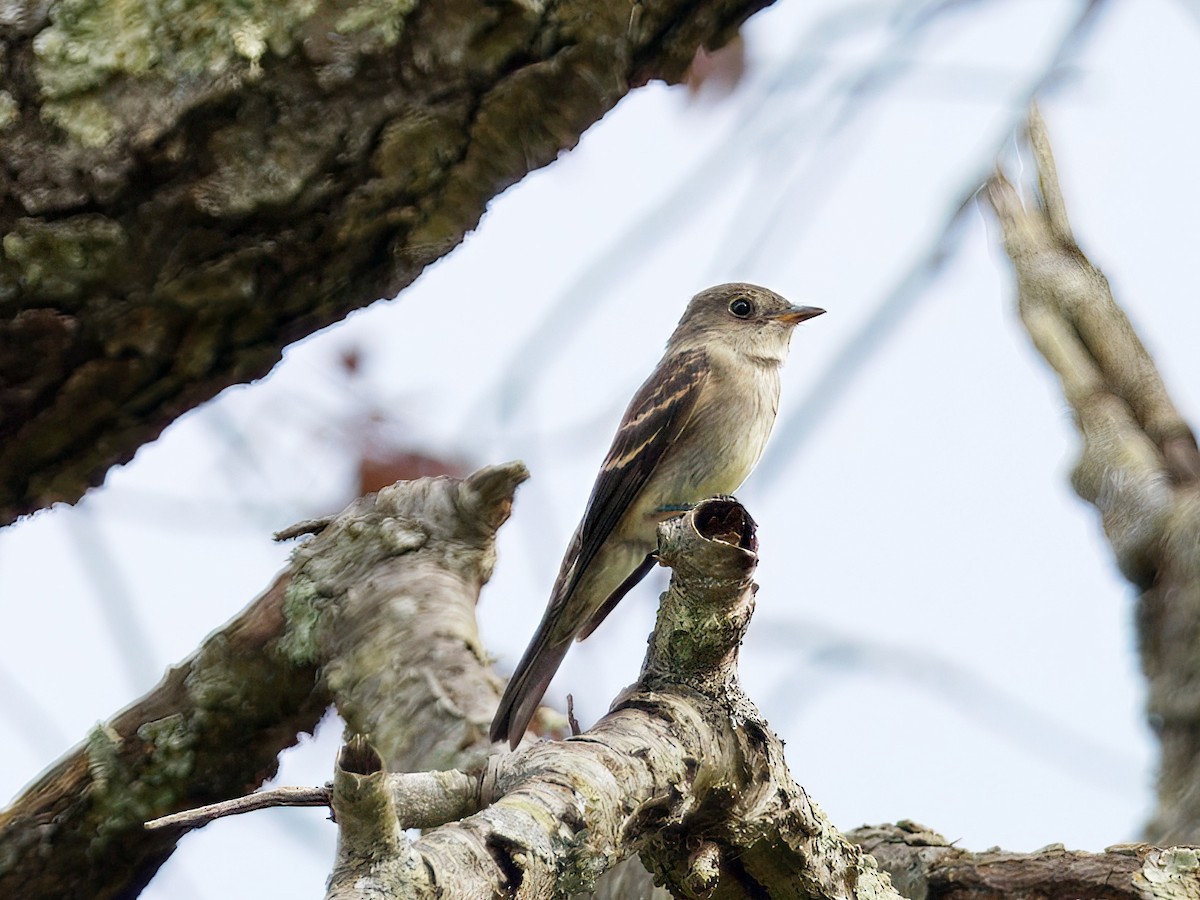 Eastern Wood-Pewee - ML642568804