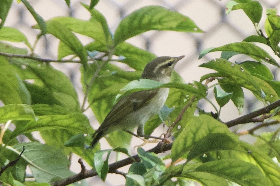 Arctic Warbler - Adam Cunningham