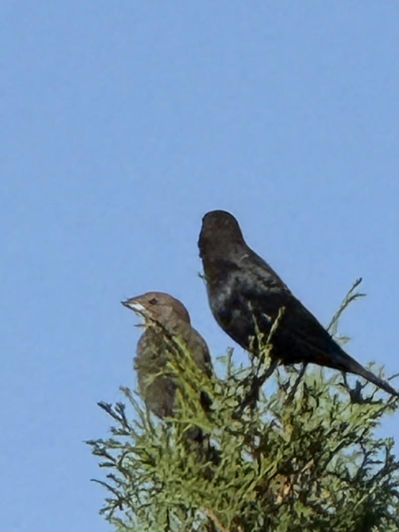 Brown-headed Cowbird - ML642568823