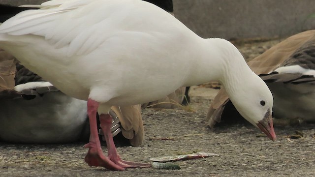 Ross's Goose - ML642568827