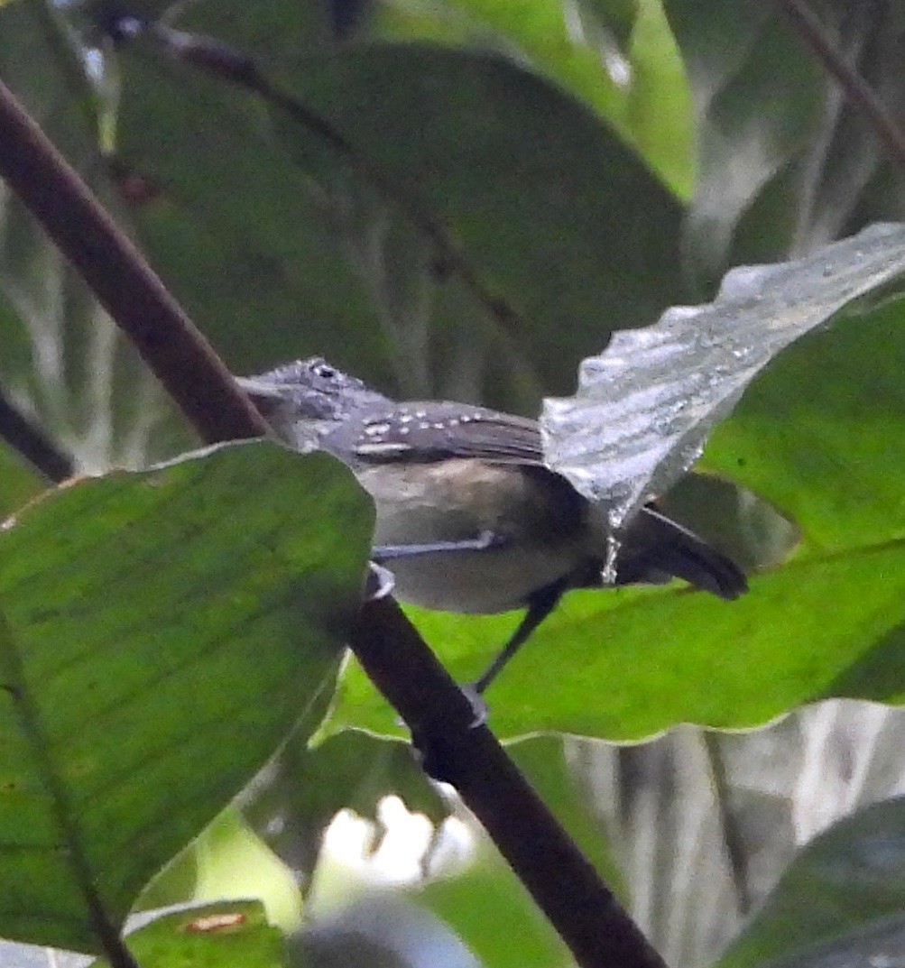 Spot-crowned Antvireo - ML642568828