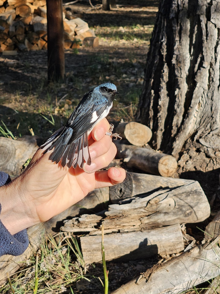 Синеспинная древесница - ML642568829