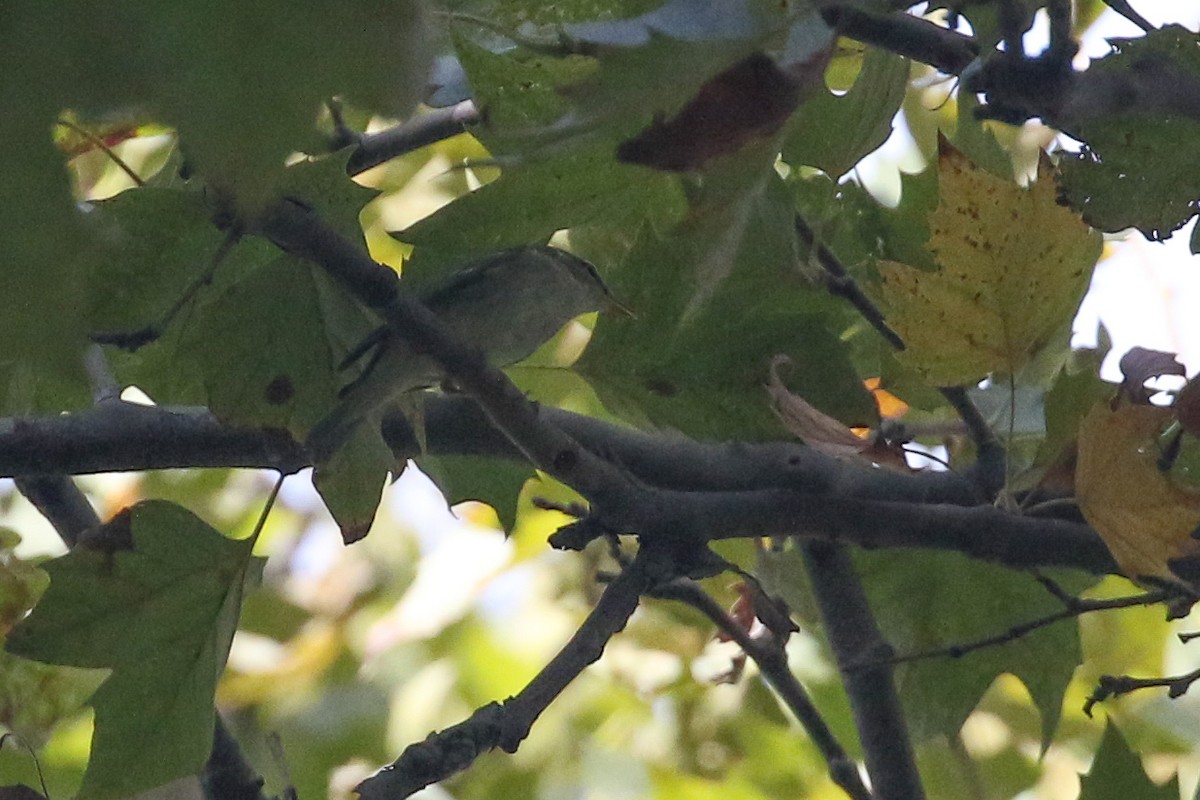 Arctic Warbler - ML642568834