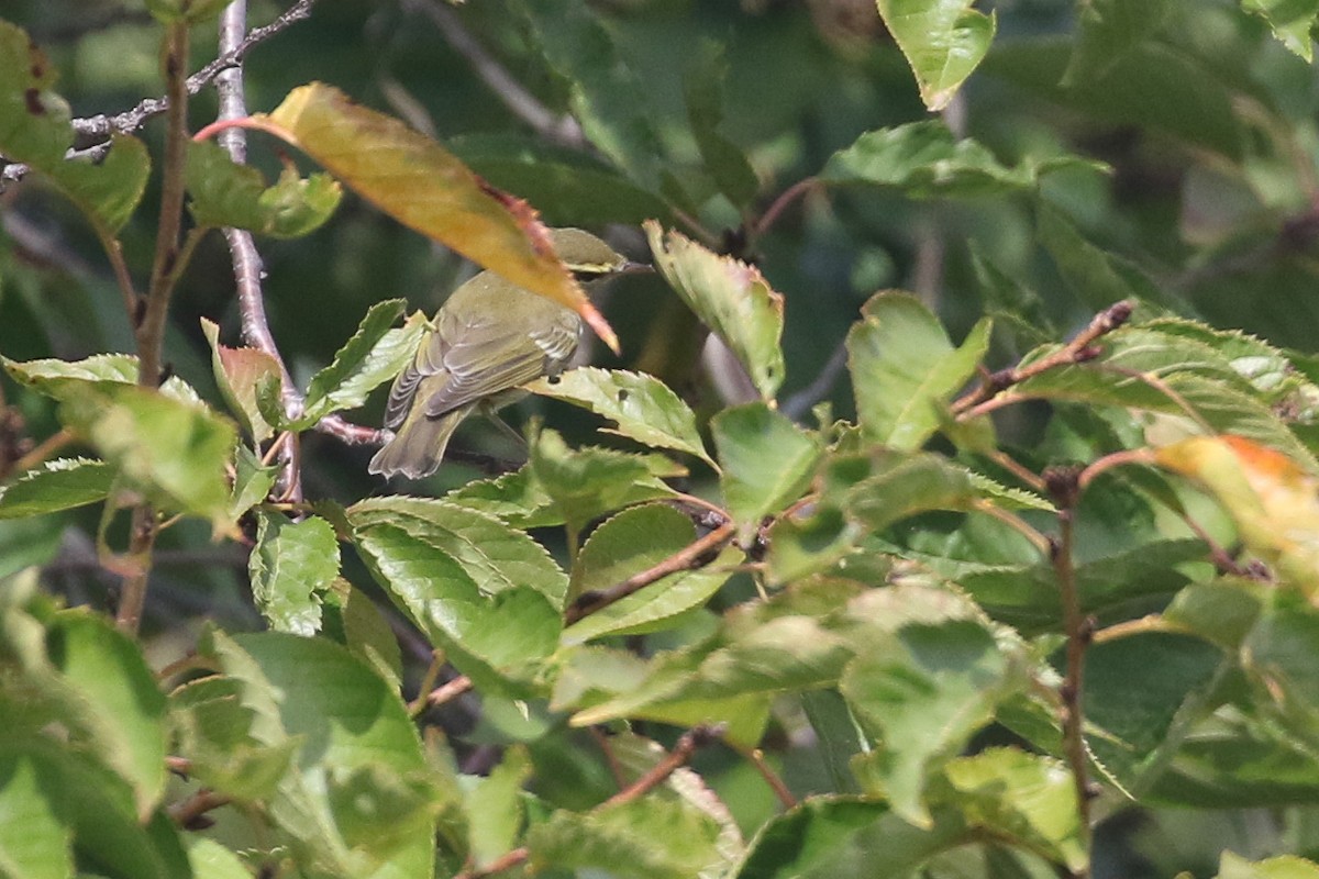 Arctic Warbler - ML642568835