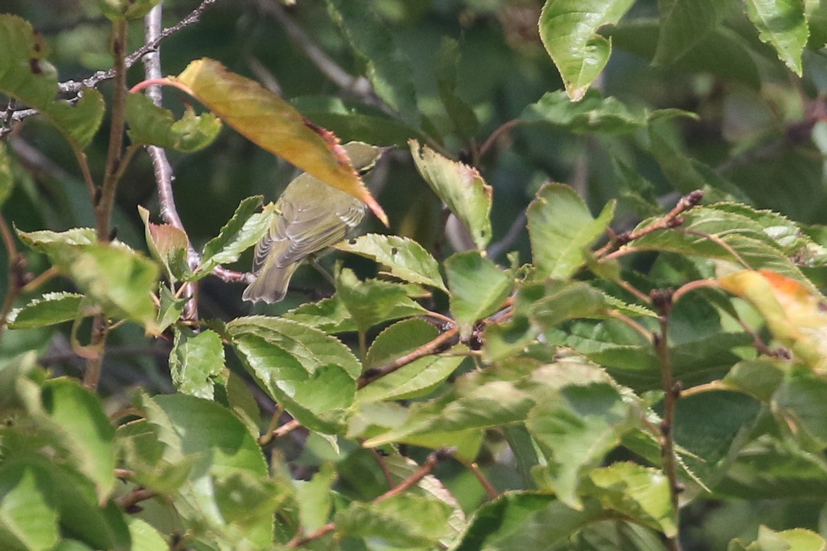 Arctic Warbler - ML642568836