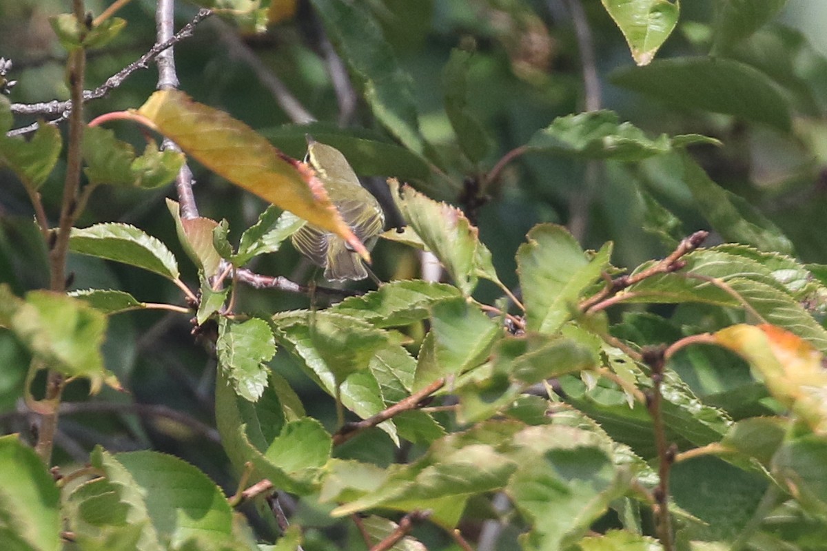 Arctic Warbler - ML642568837