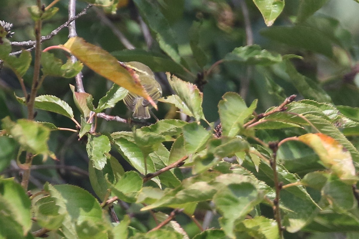 Arctic Warbler - ML642568838