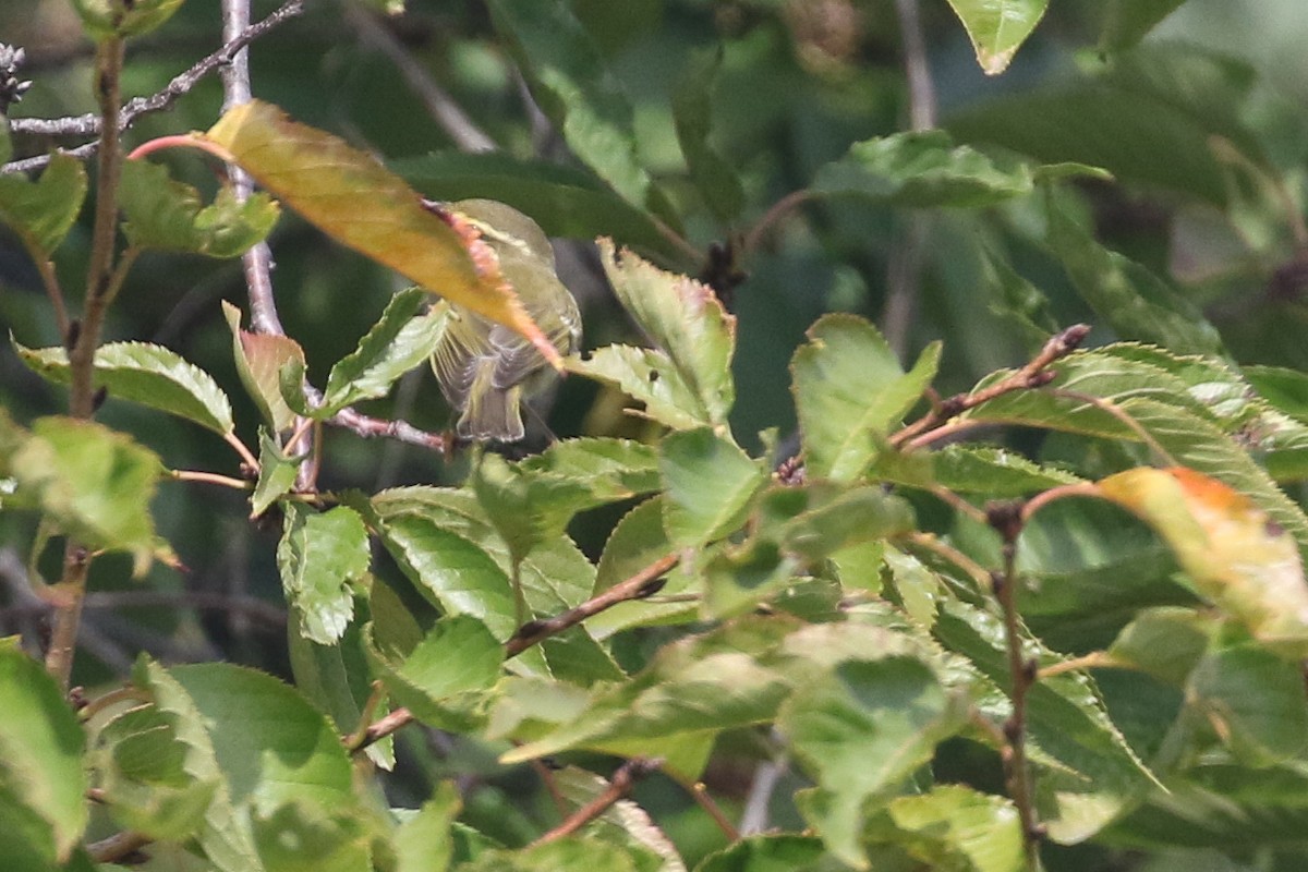 Arctic Warbler - ML642568839