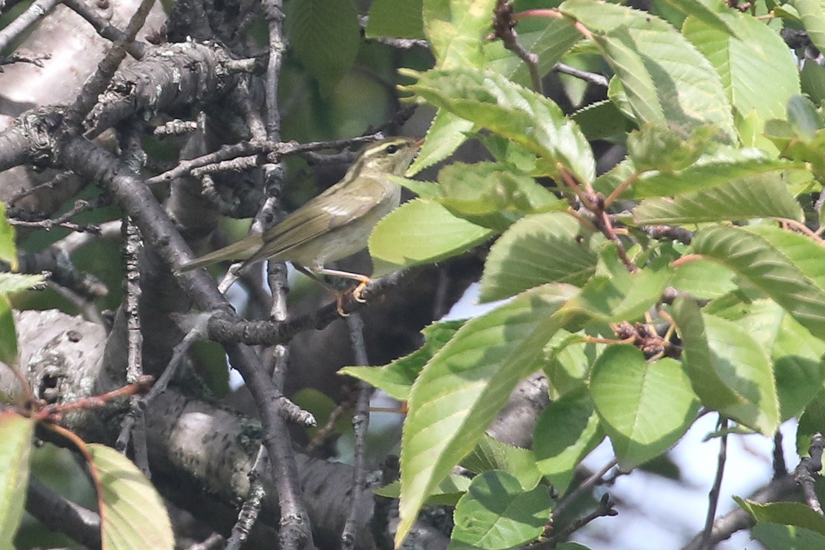 Arctic Warbler - ML642568840