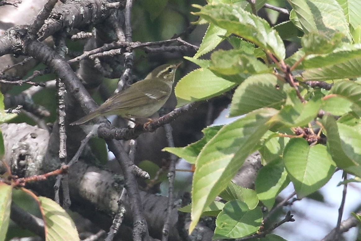 Arctic Warbler - ML642568841