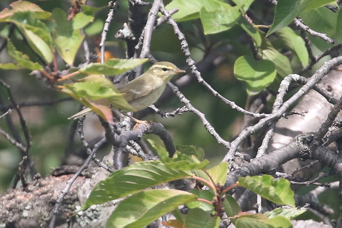 Arctic Warbler - ML642568842