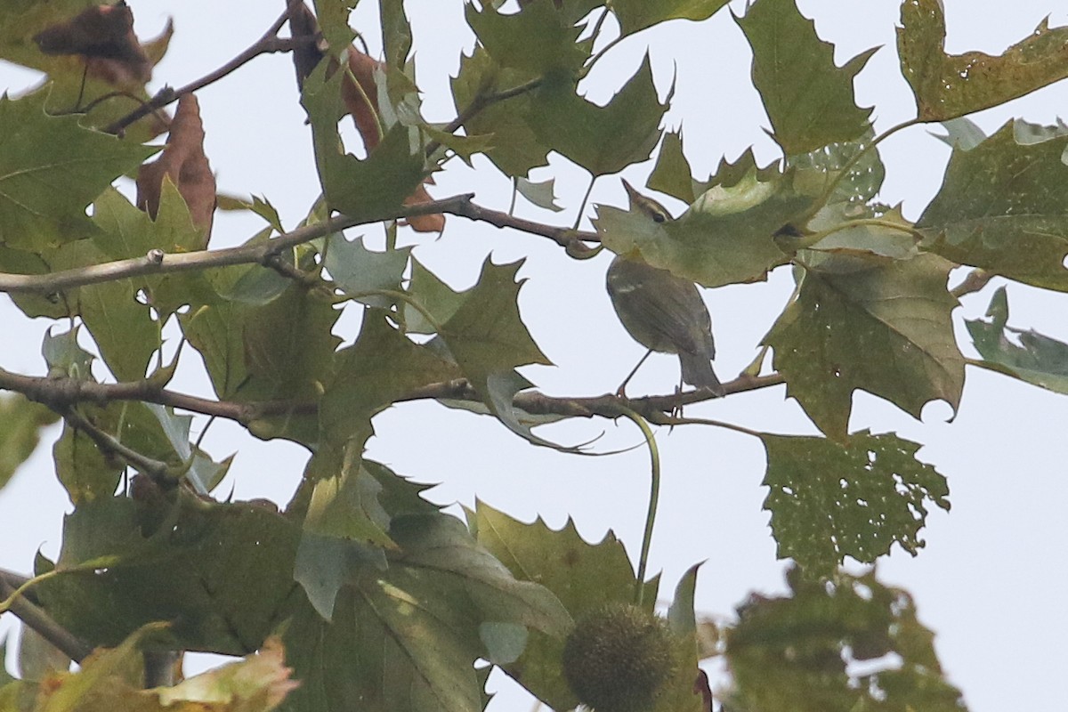 Arctic Warbler - ML642568843