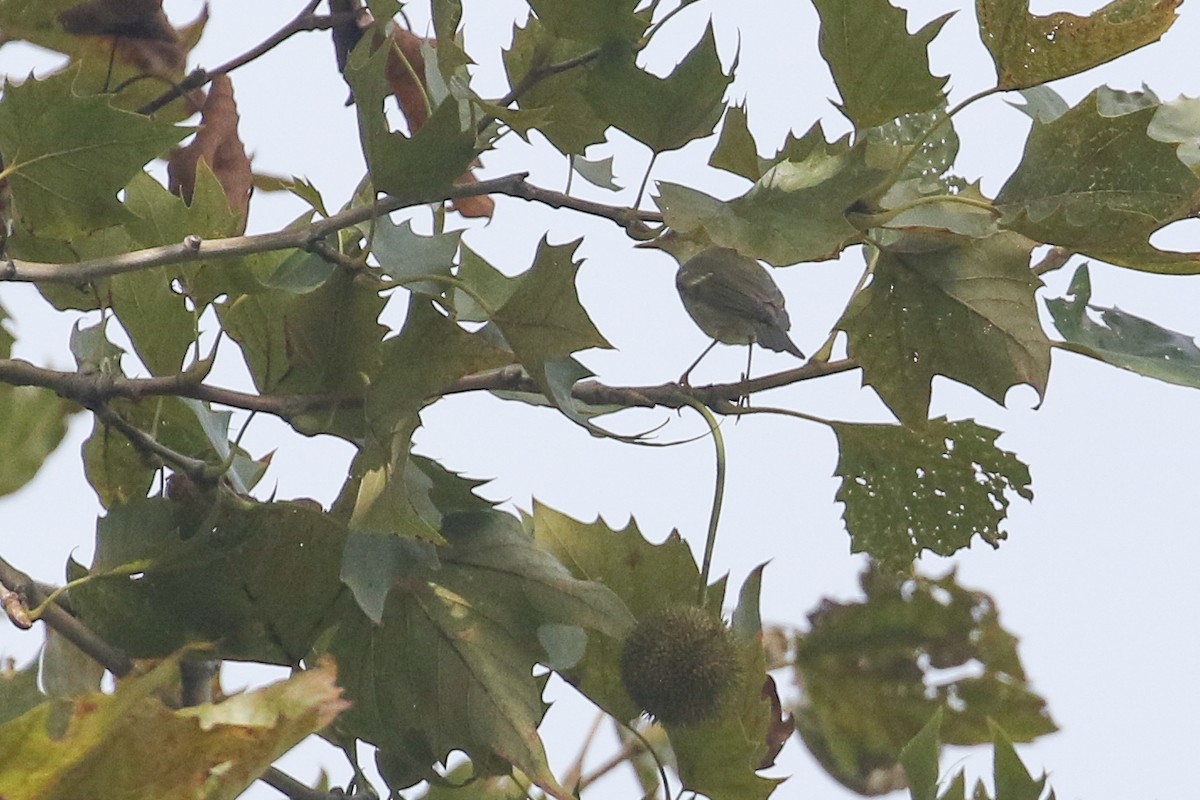 Arctic Warbler - ML642568844