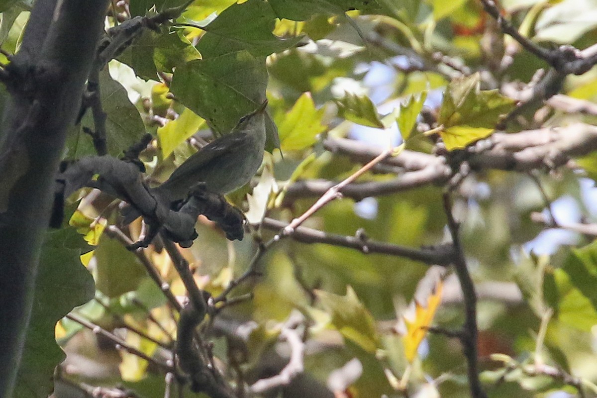 Arctic Warbler - ML642568845