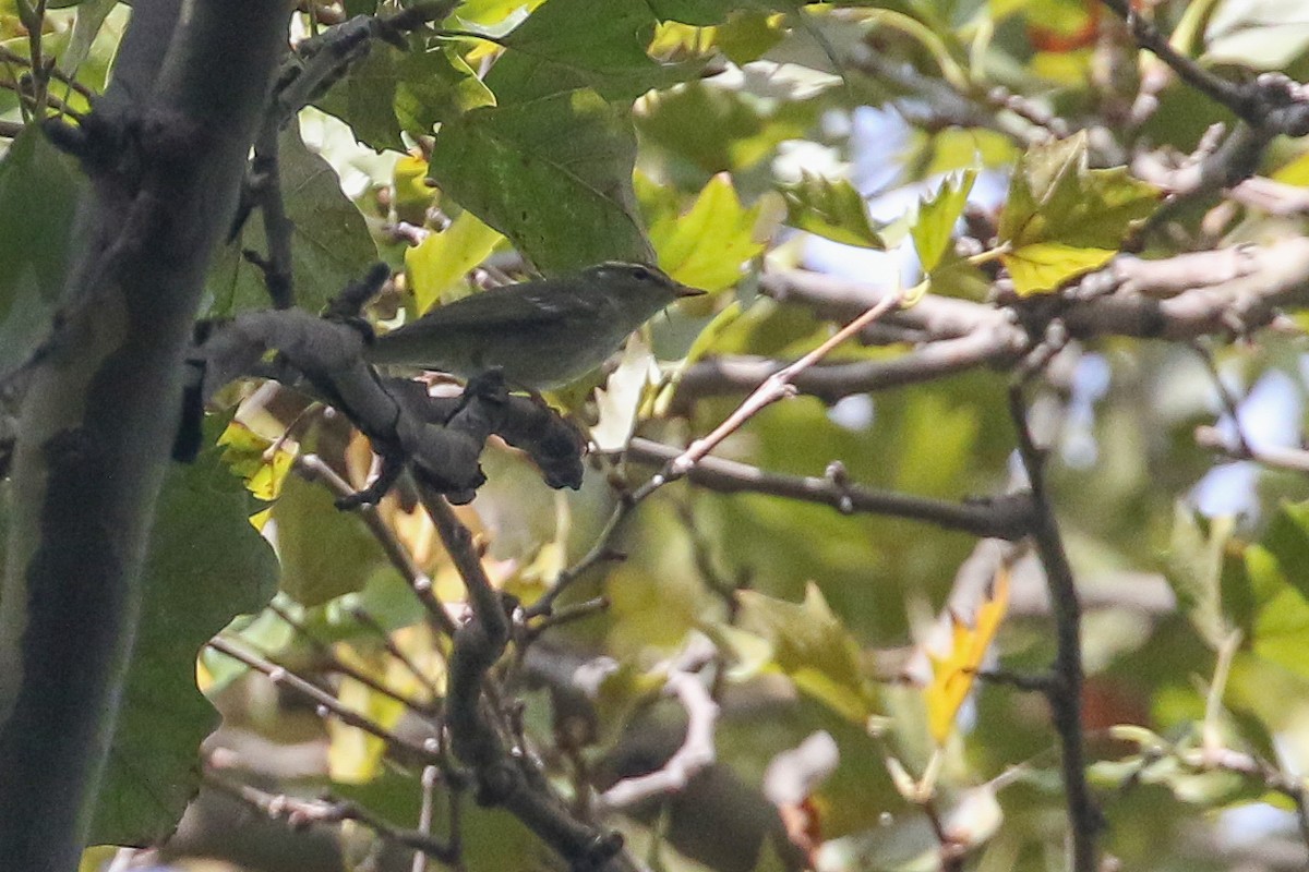 Arctic Warbler - ML642568846