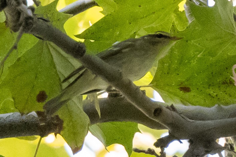 Arctic Warbler - ML642568848