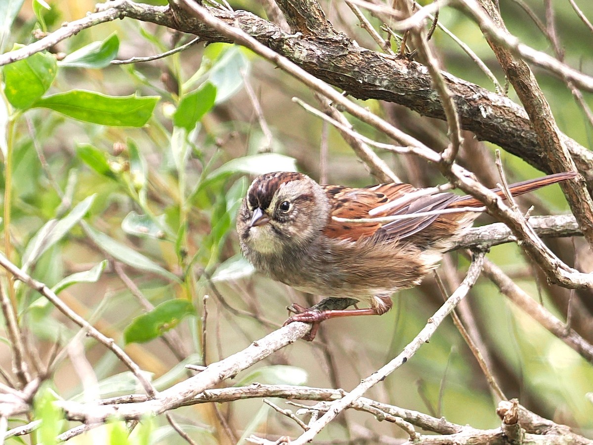 Swamp Sparrow - ML642568852