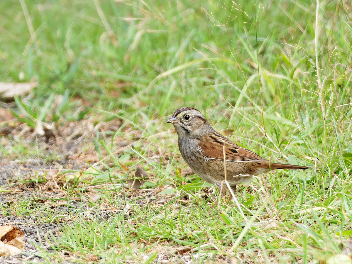 Swamp Sparrow - ML642568855