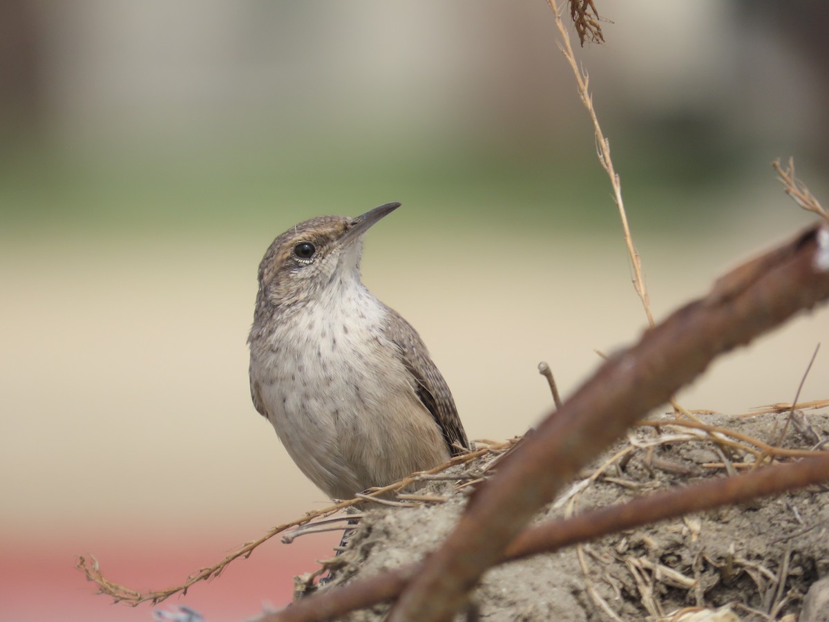 Rock Wren - ML642568858