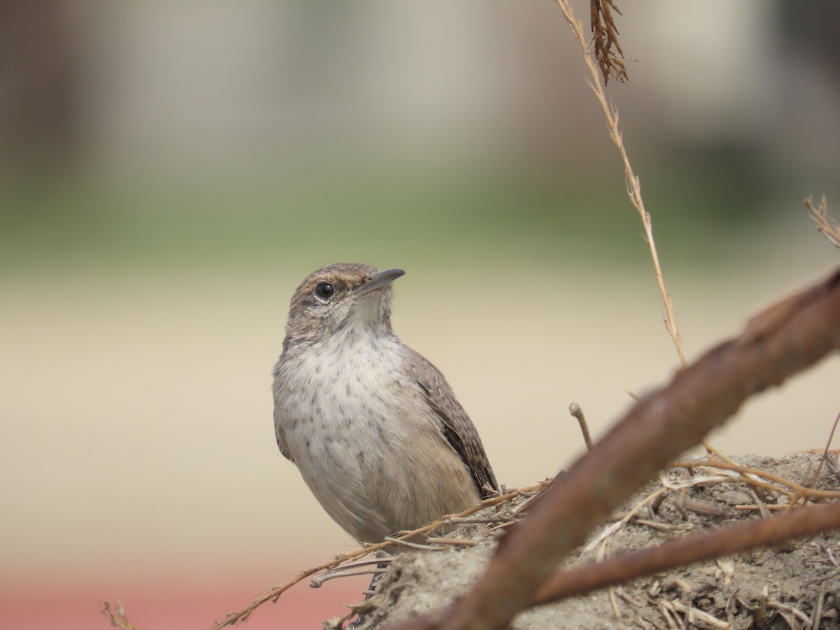 Rock Wren - ML642568859