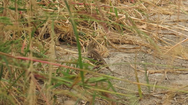 Chestnut-collared Longspur - ML642568869