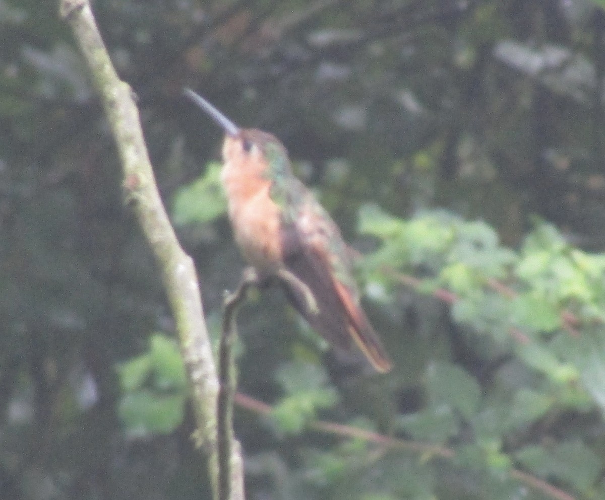 Rufous Sabrewing - ML642568870