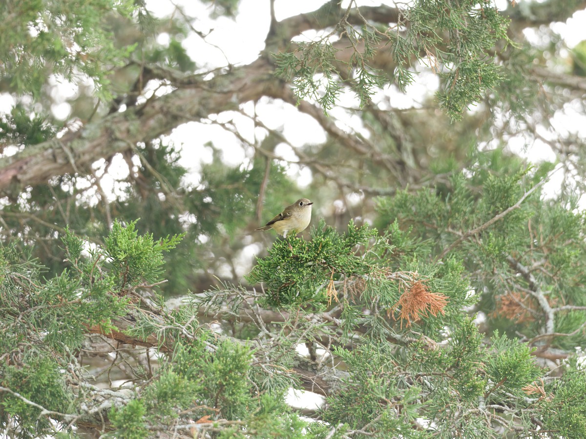 Ruby-crowned Kinglet - ML642568873
