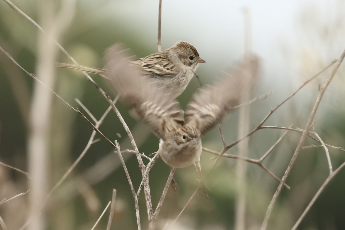 Brewer's Sparrow - ML642568892