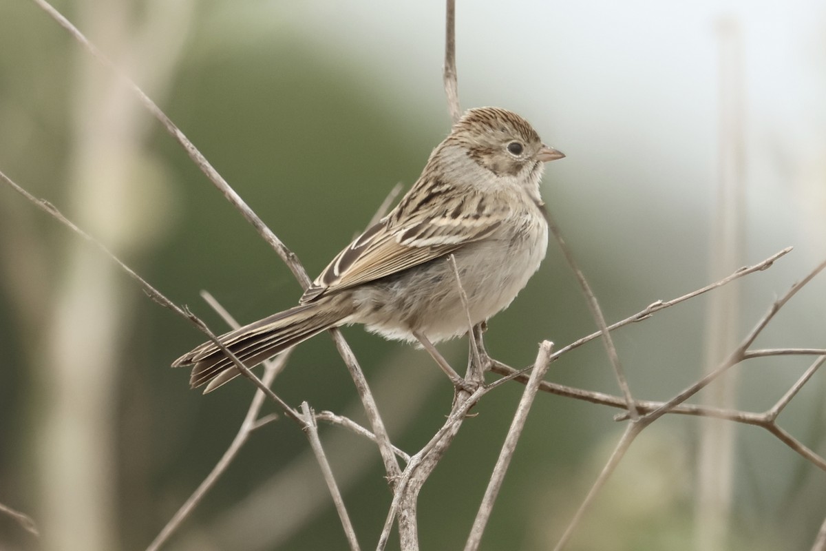 Brewer's Sparrow - ML642568894