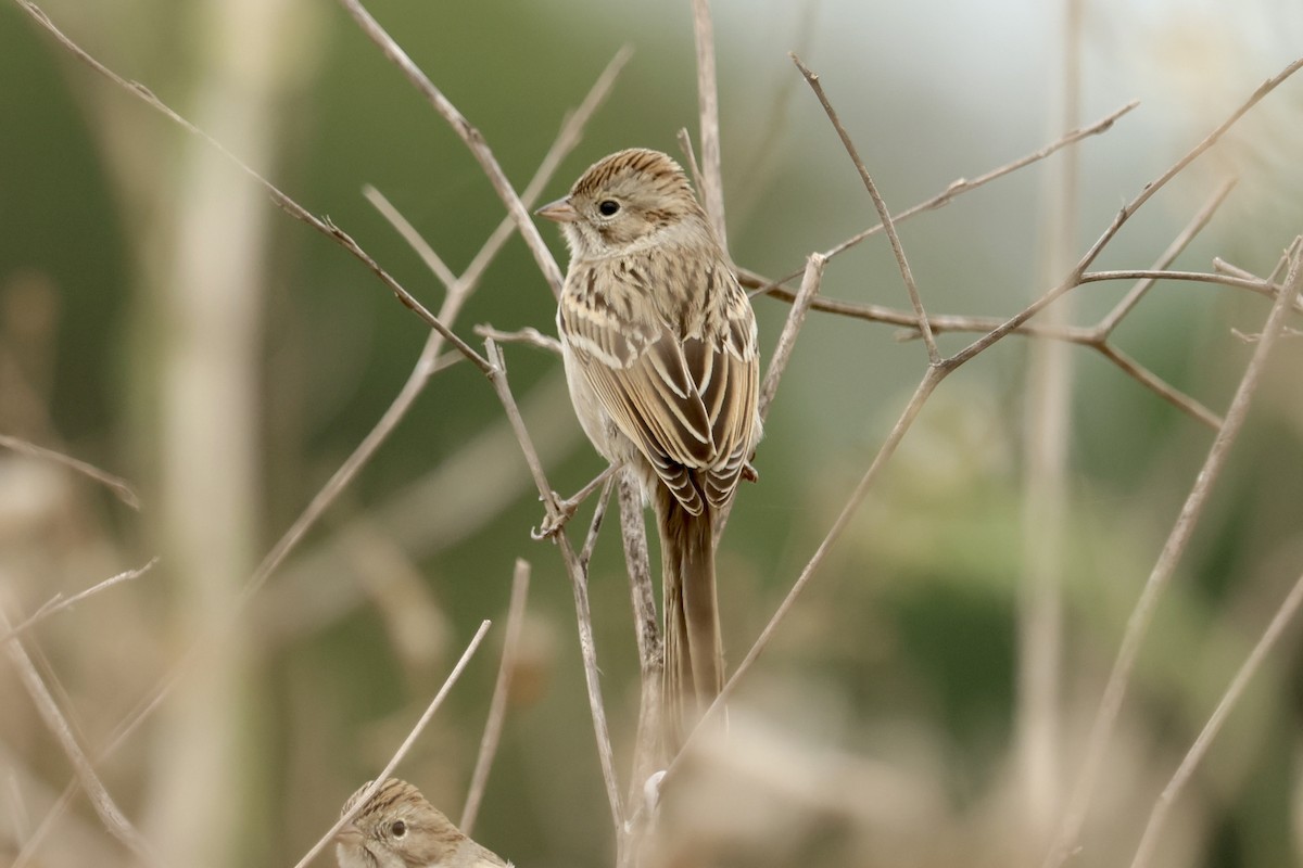 Brewer's Sparrow - ML642568895