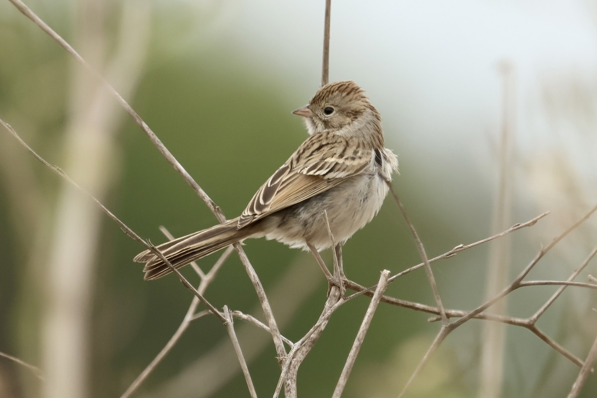 Brewer's Sparrow - ML642568896
