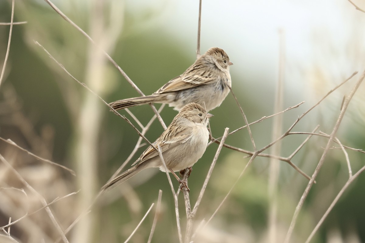 Brewer's Sparrow - ML642568897