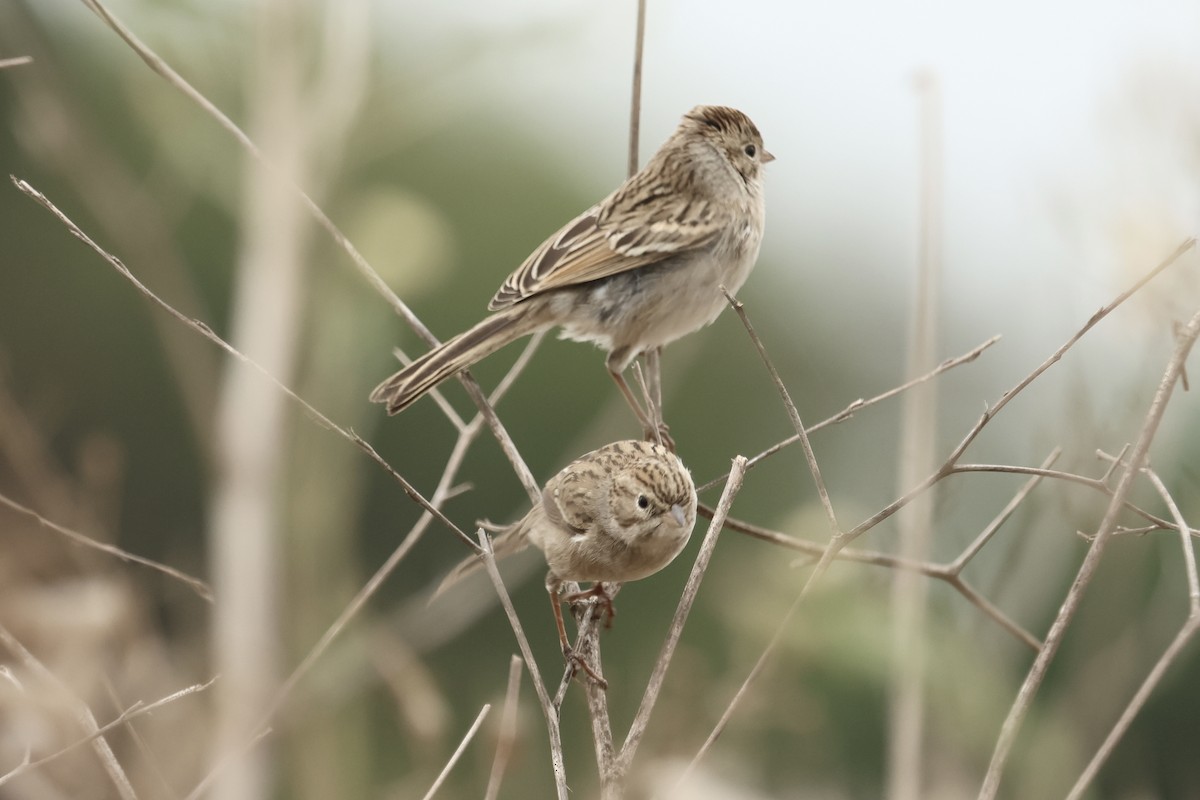 Brewer's Sparrow - ML642568898