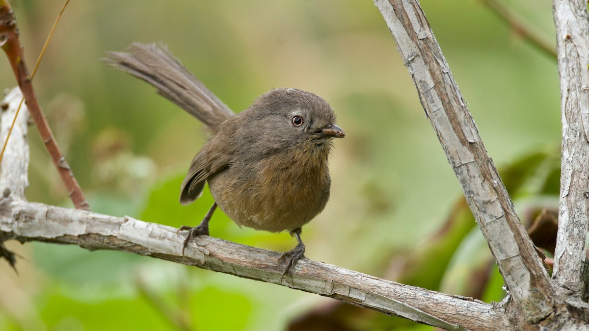 Wrentit - ML642568900