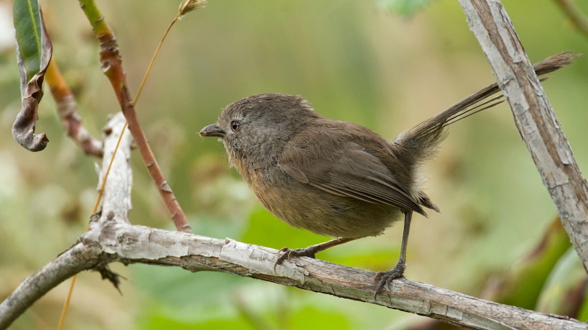 Wrentit - ML642568901