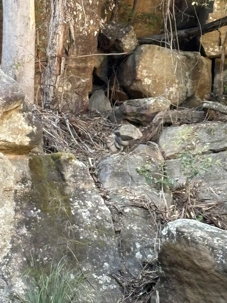 Superb Lyrebird - ML642568907