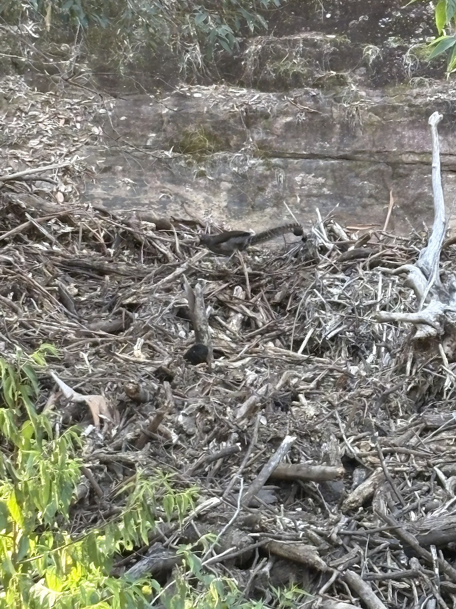 Superb Lyrebird - ML642568908