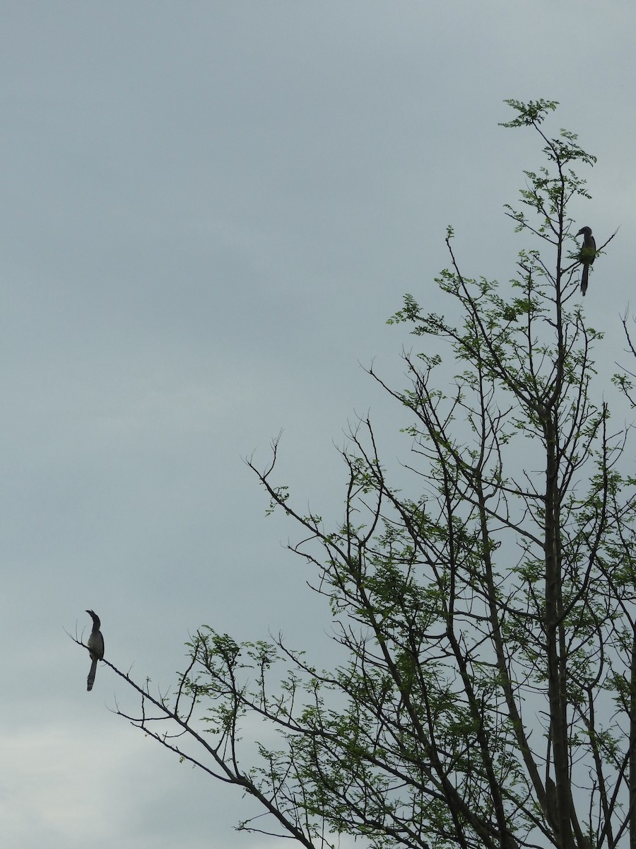Indian Gray Hornbill - ML642568917