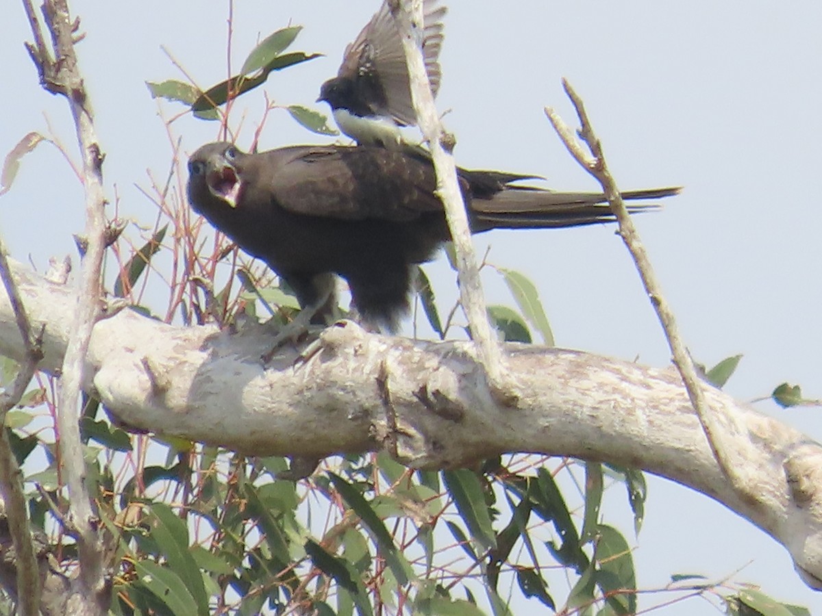 Black Falcon - ML642568927