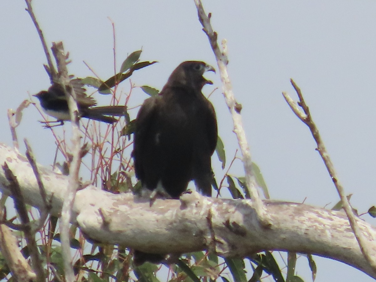 Black Falcon - ML642568940