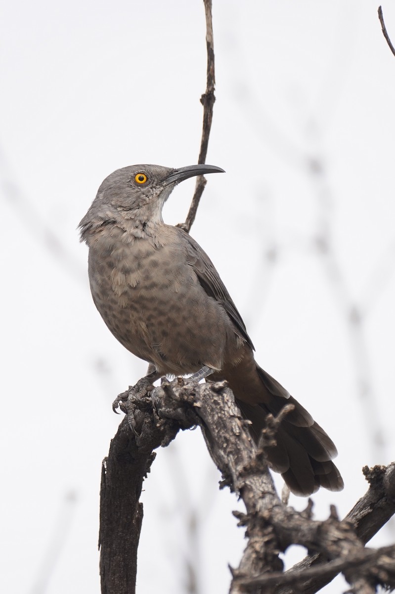 Curve-billed Thrasher - ML642568941