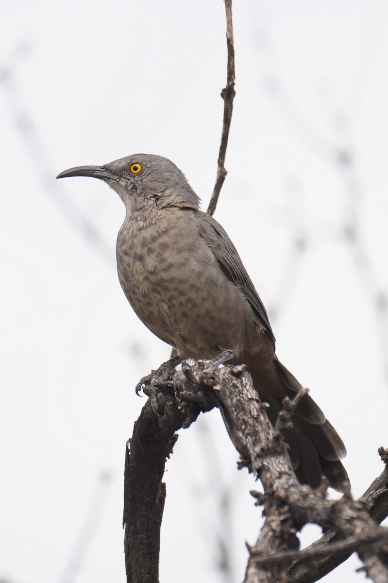 Curve-billed Thrasher - ML642568942