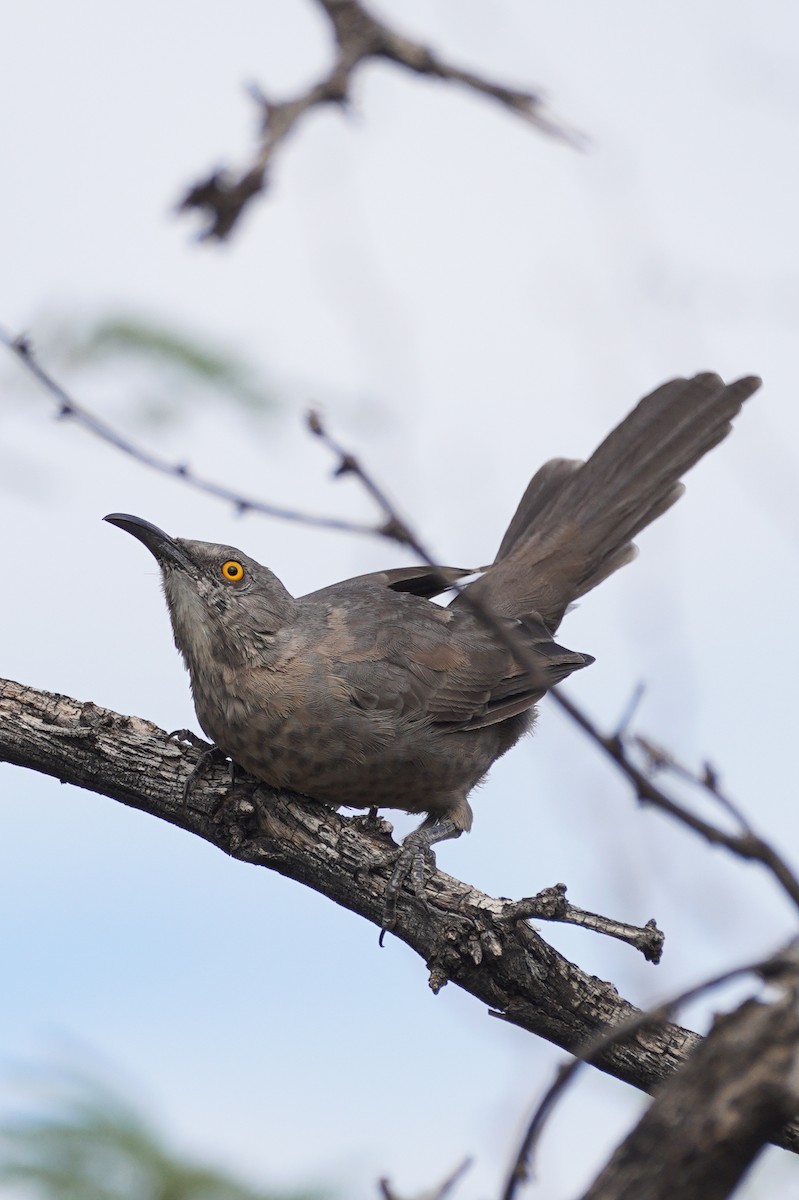 Curve-billed Thrasher - ML642568943